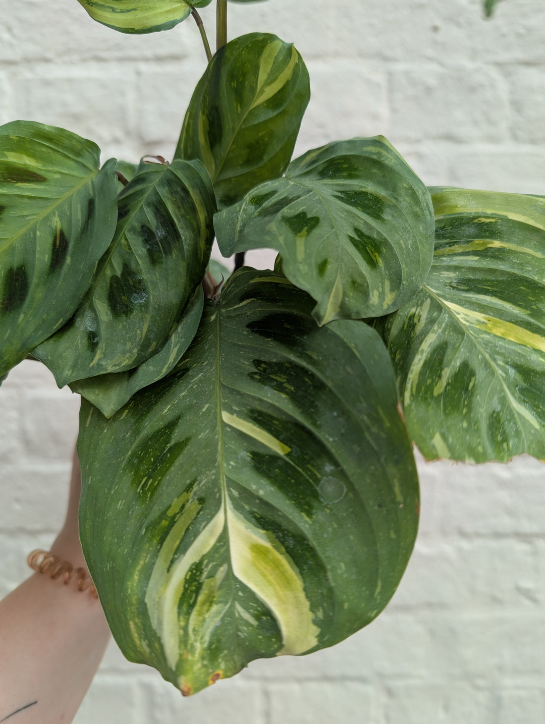 Maranta leuconeura  var. kerchoveana &