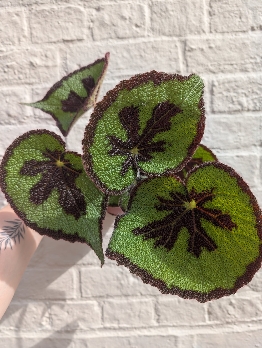 Begonia masoniana &
