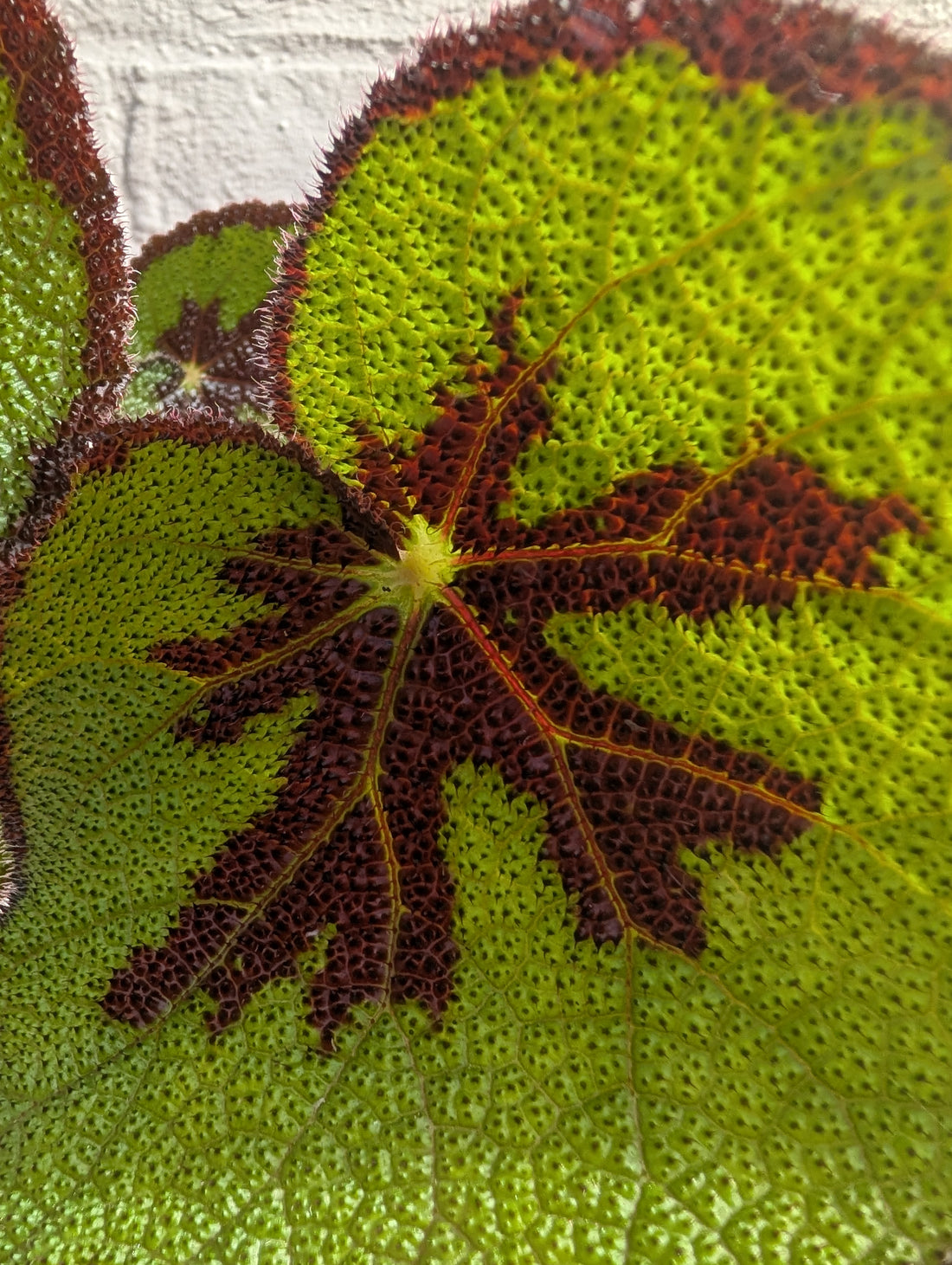 Begonia masoniana &
