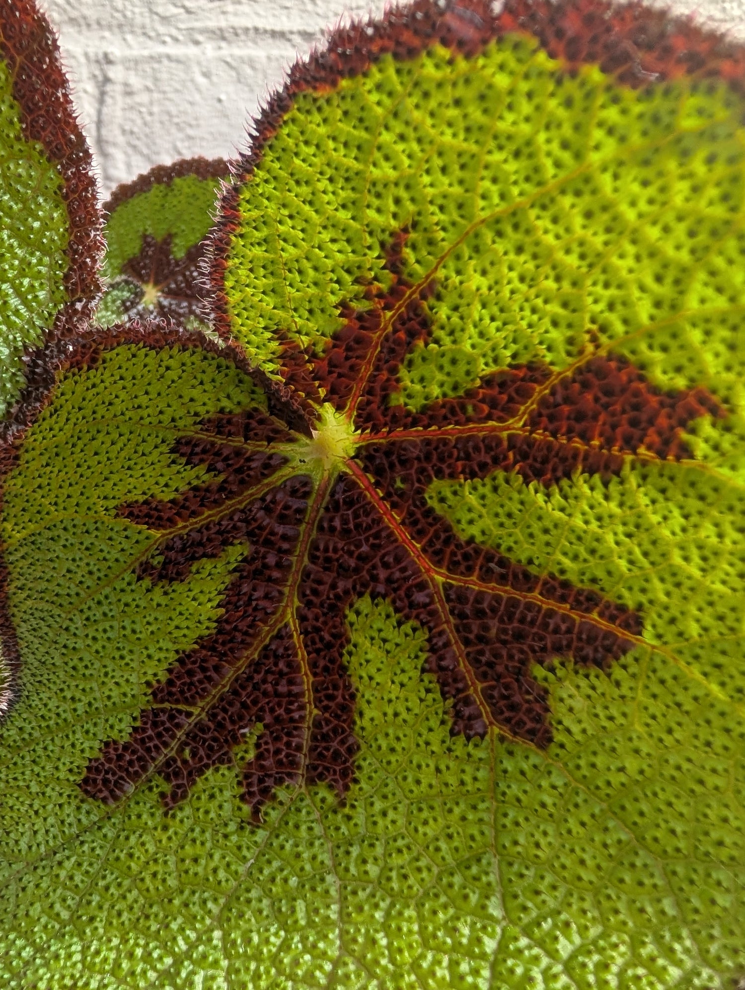 Begonia masoniana &