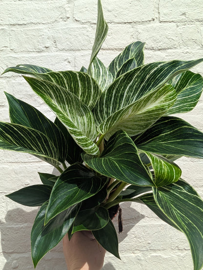 Philodendron birkin &