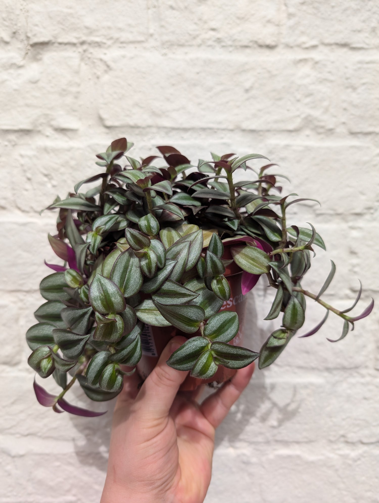 Tradescantia zebrina (Inch plant/ Wandering Dude)