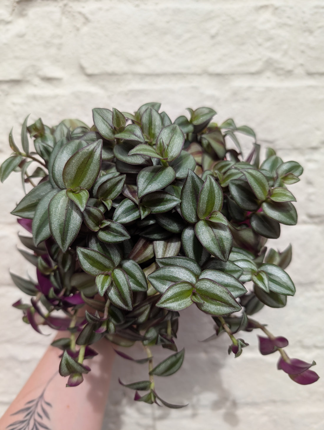 Tradescantia zebrina (Inch plant/ Wandering Dude)