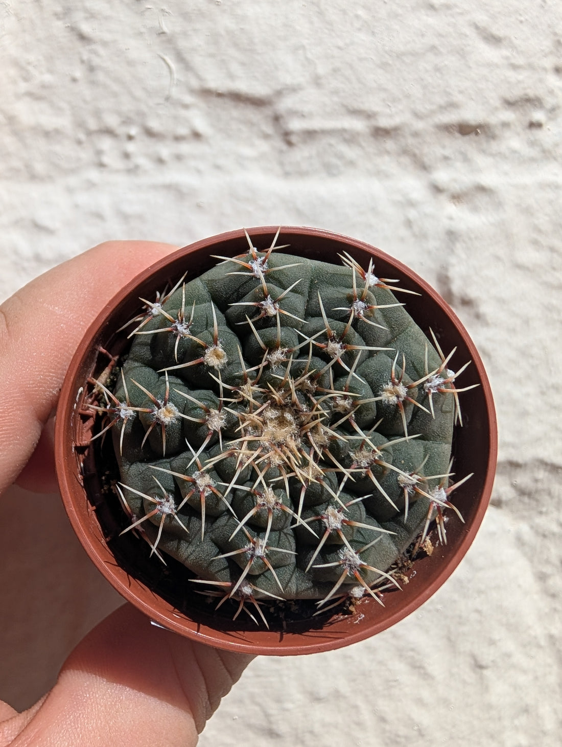 Gymnocalycium quehlianum (Quehla chin cactus)