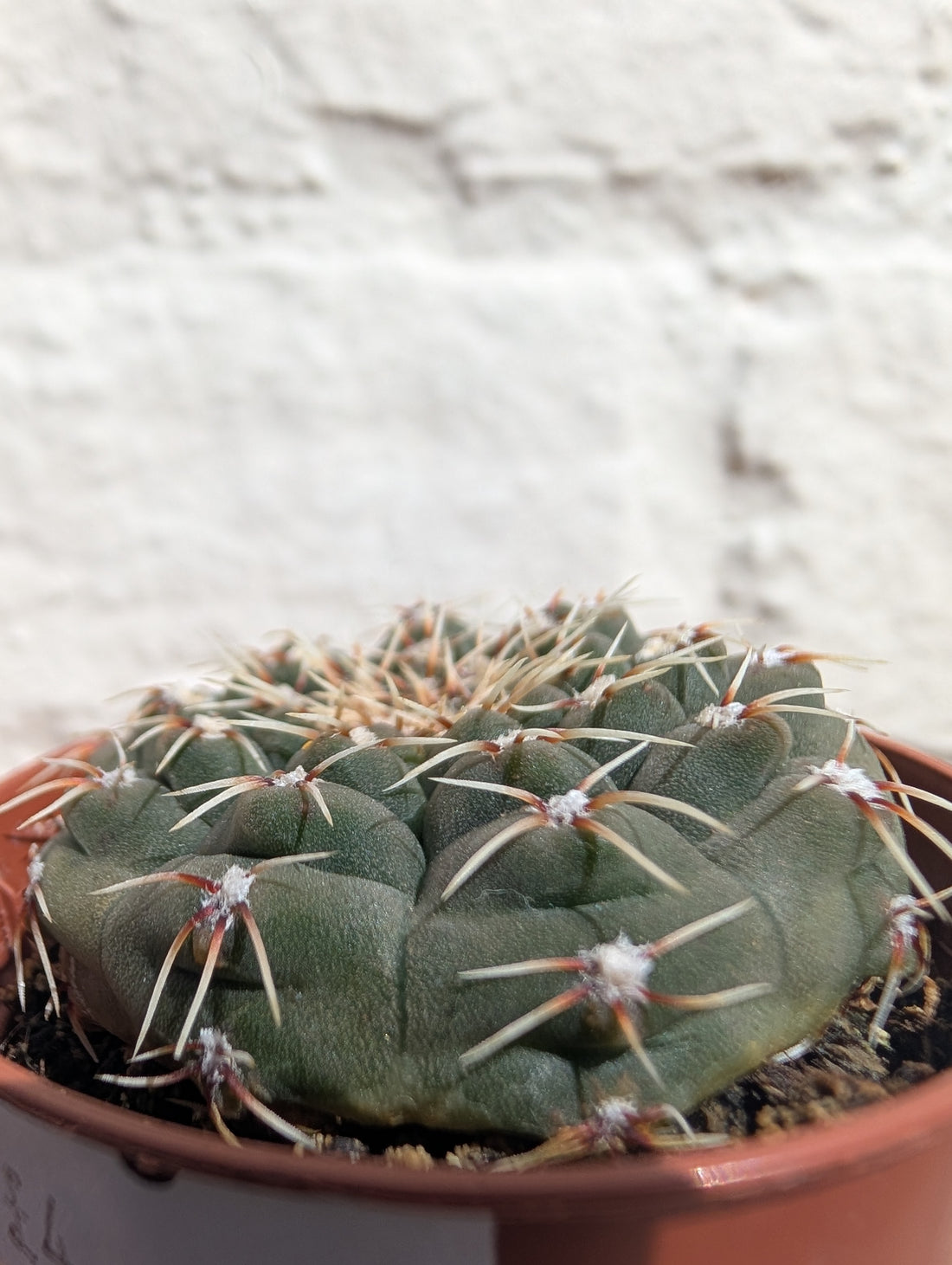 Gymnocalycium quehlianum (Quehla chin cactus)
