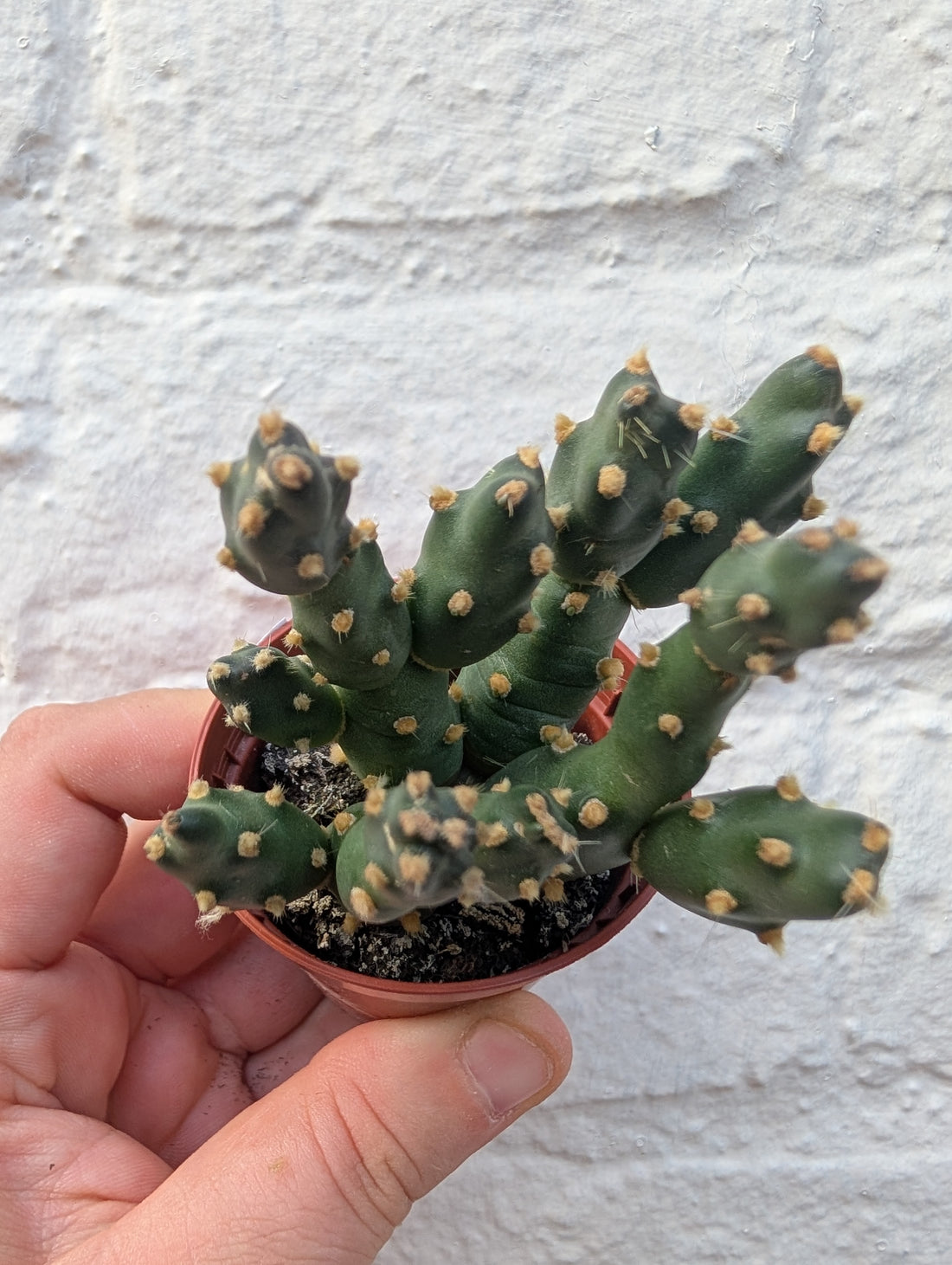 Opuntia fragilis (Brittle cactus/ Brittle Prickly Pear)