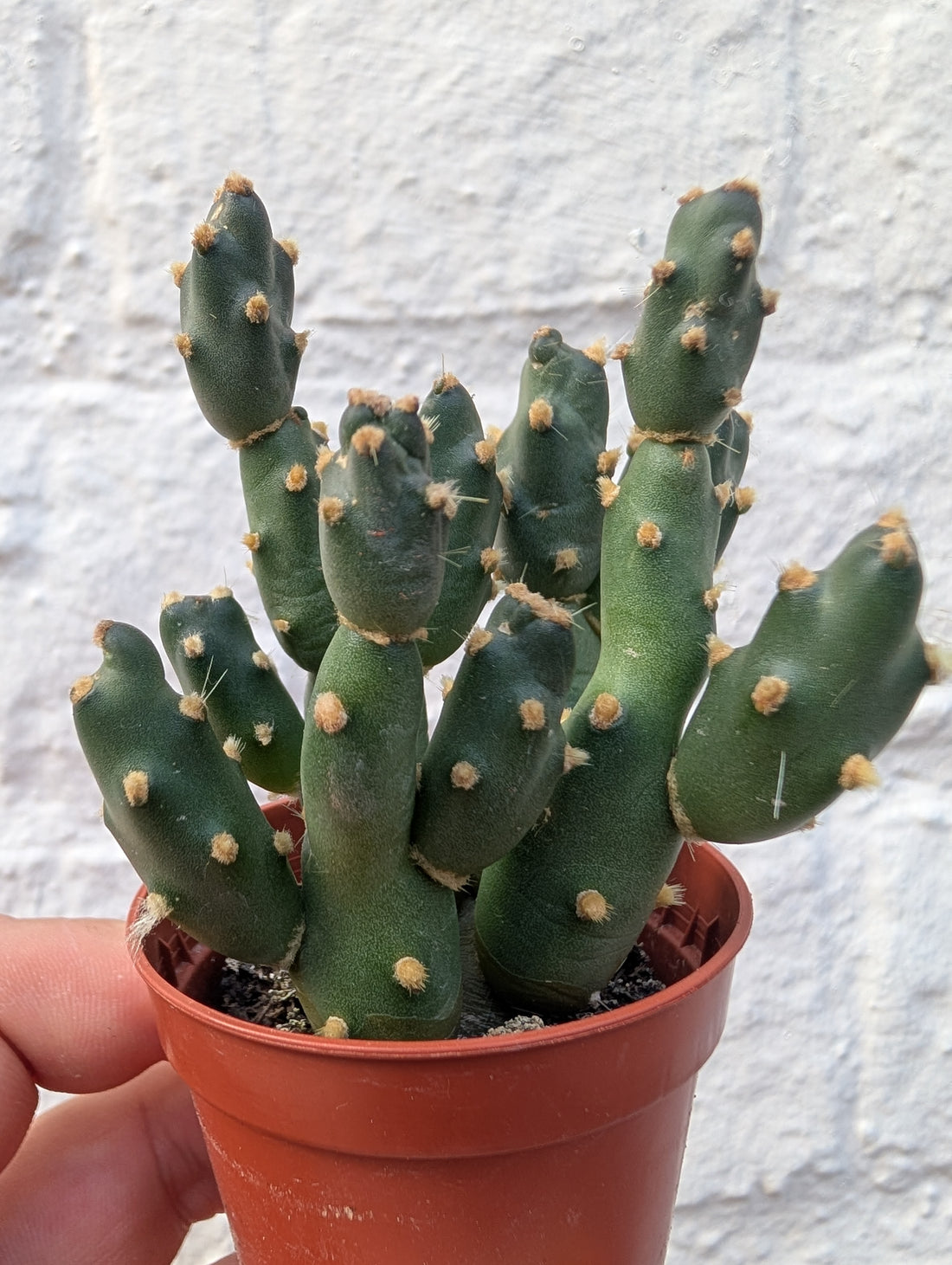 Opuntia fragilis (Brittle cactus/ Brittle Prickly Pear)