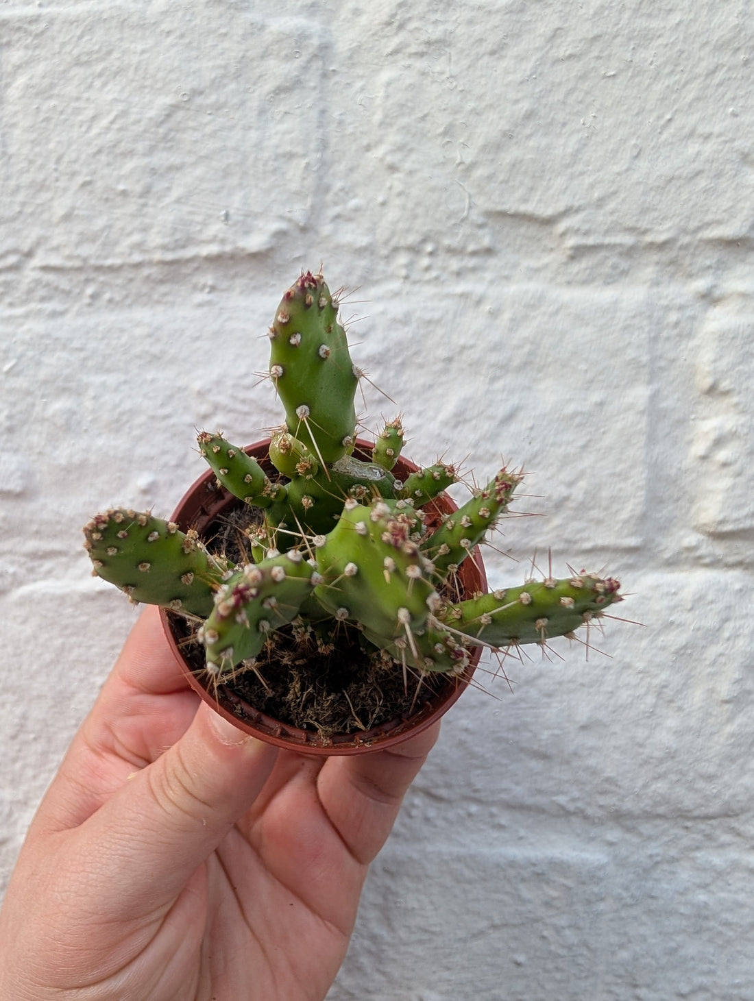 Opuntia &