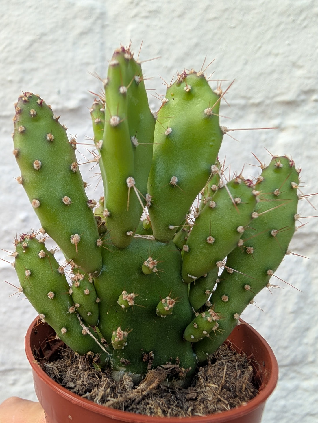 Opuntia &