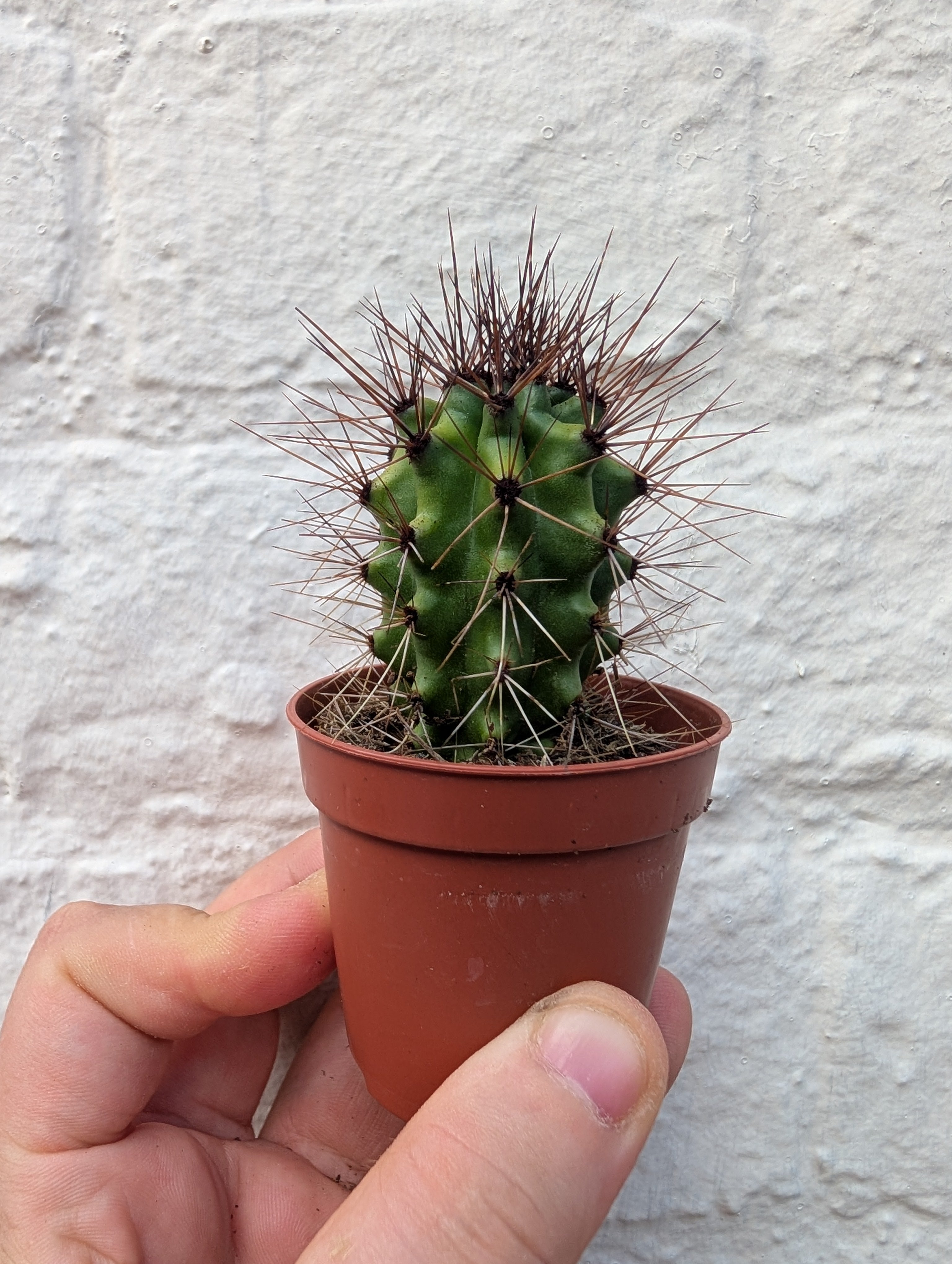 Lemaireocereus thurberi syn. Stenocereus thurberi (Organ pipe cactus)