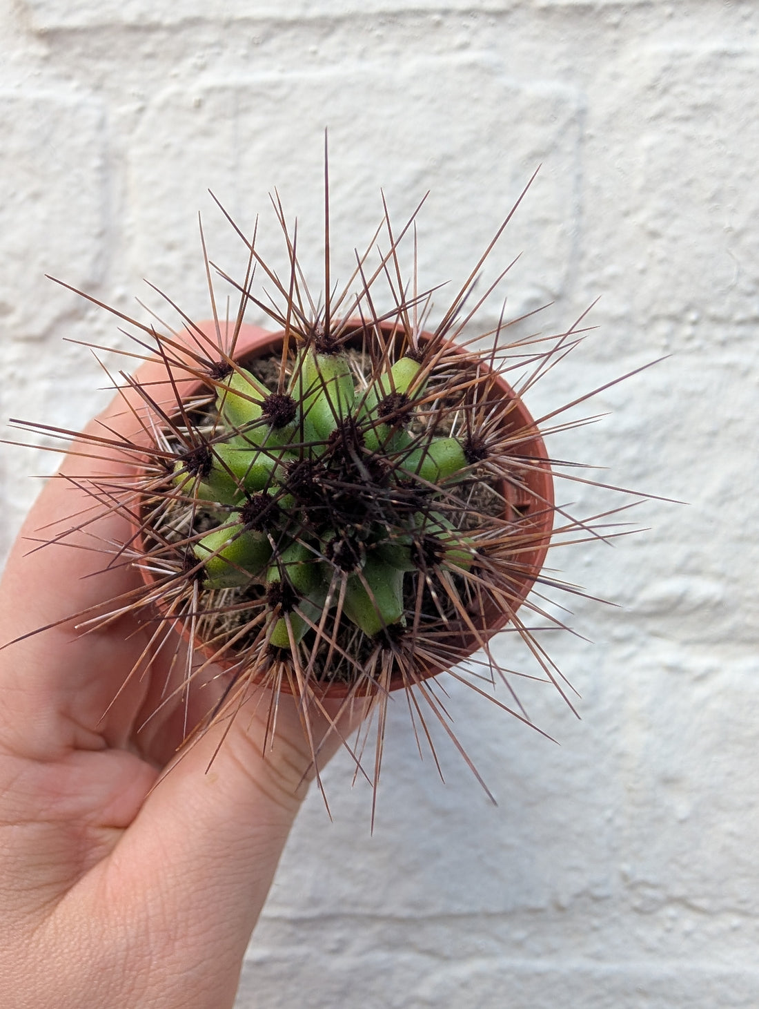 Lemaireocereus thurberi syn. Stenocereus thurberi (Organ pipe cactus)