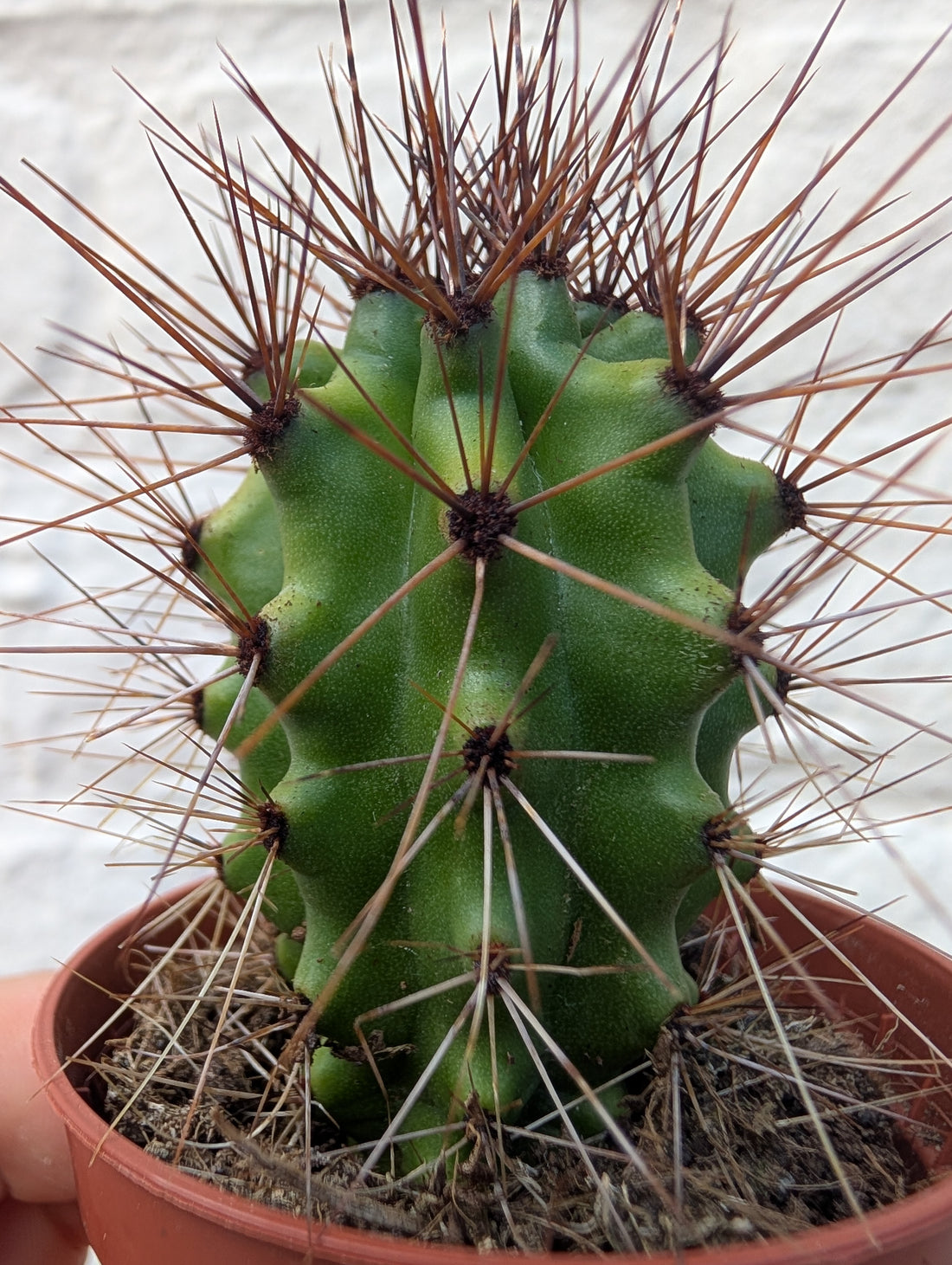 Lemaireocereus thurberi syn. Stenocereus thurberi (Organ pipe cactus)