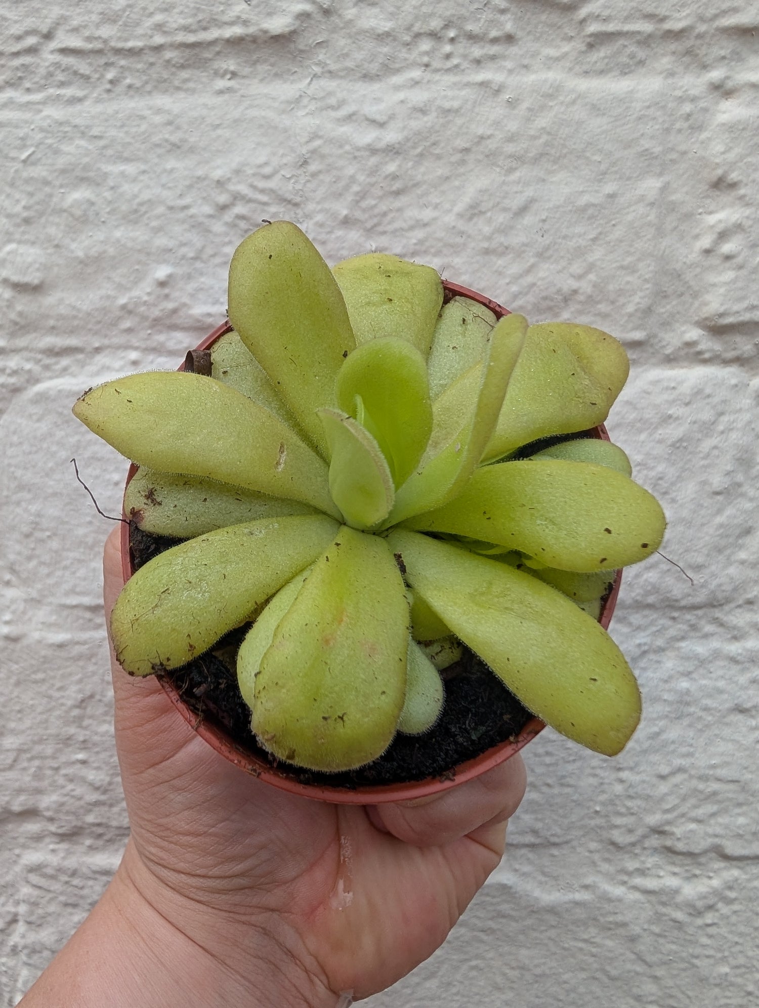 Pinguicula agnata (Butterwort/ Carniverous plant)
