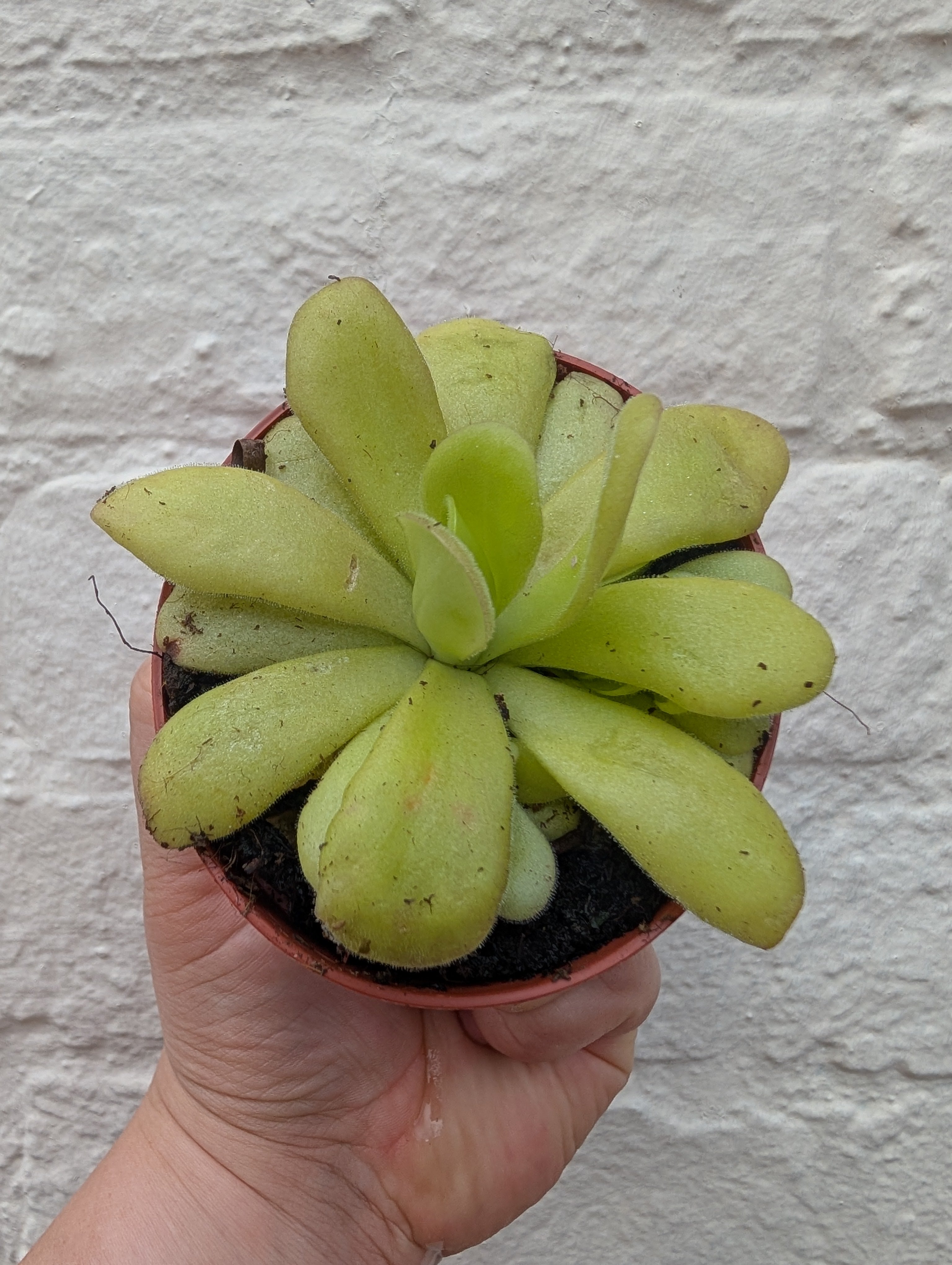 Pinguicula agnata (Butterwort/ Carniverous plant)