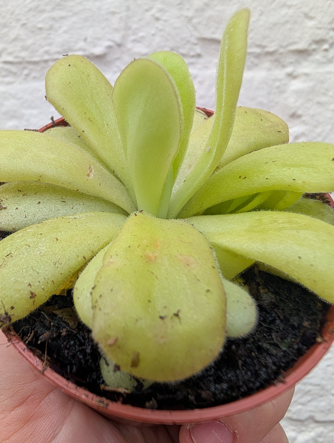Pinguicula agnata (Butterwort/ Carniverous plant)