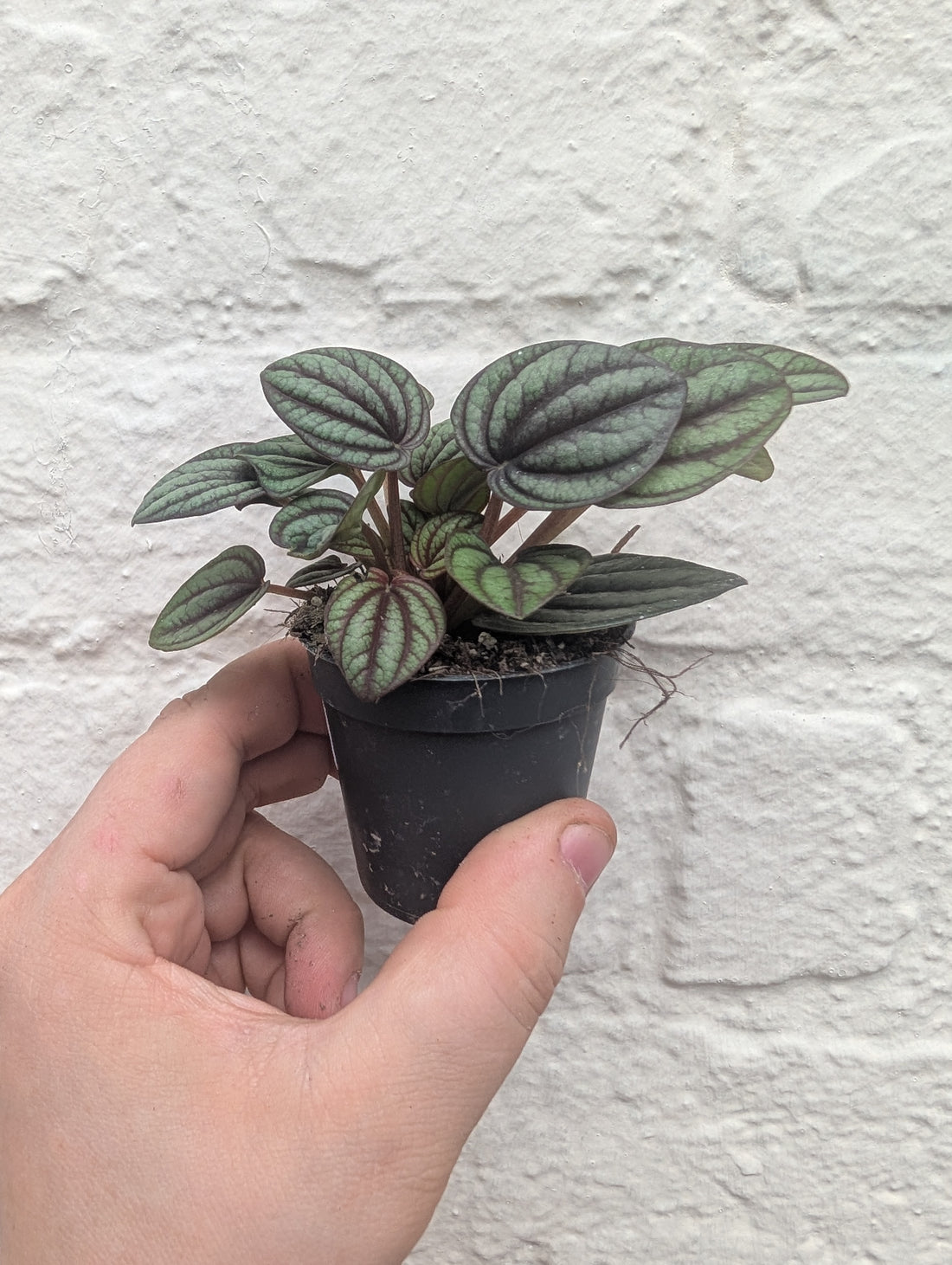 Peperomia albovittata &