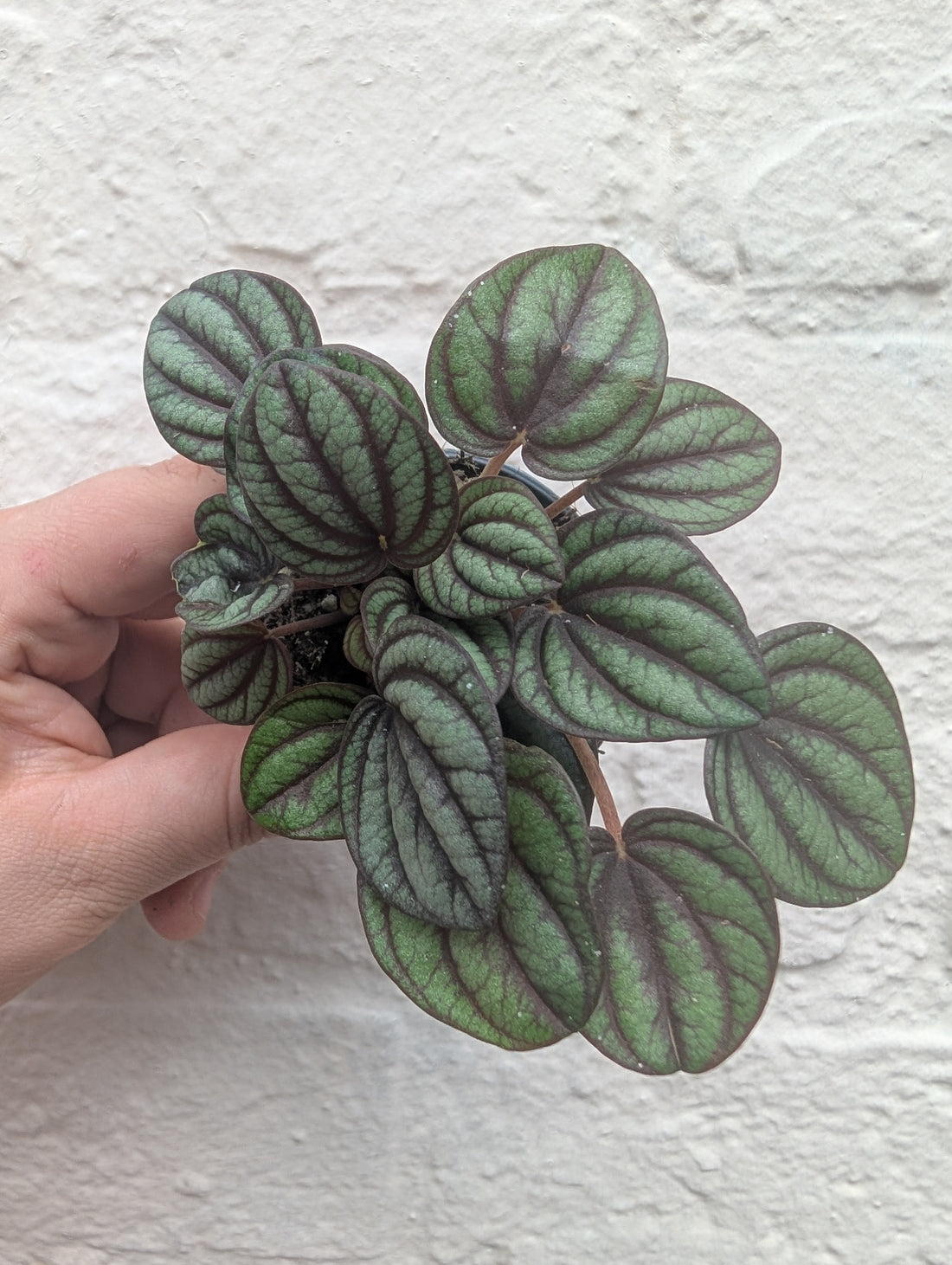 Peperomia albovittata &