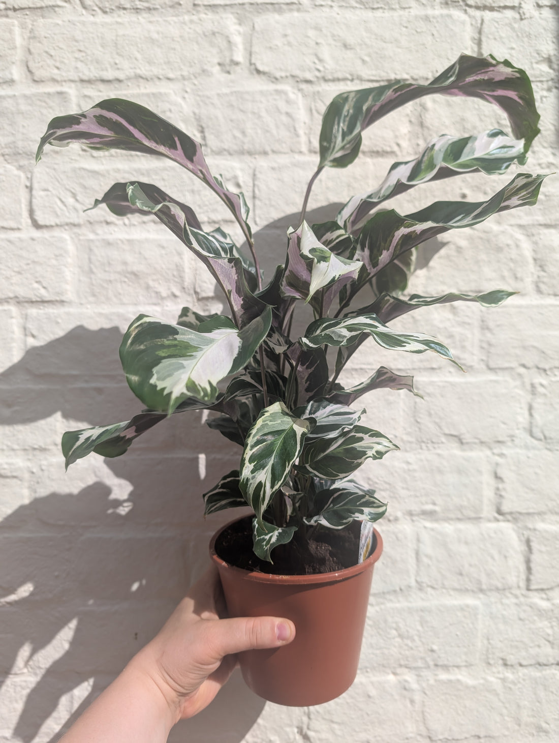 Goeppertia lietzei &