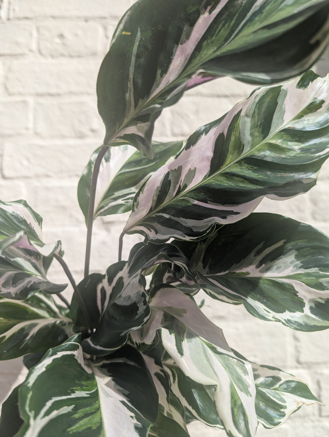 Goeppertia lietzei &