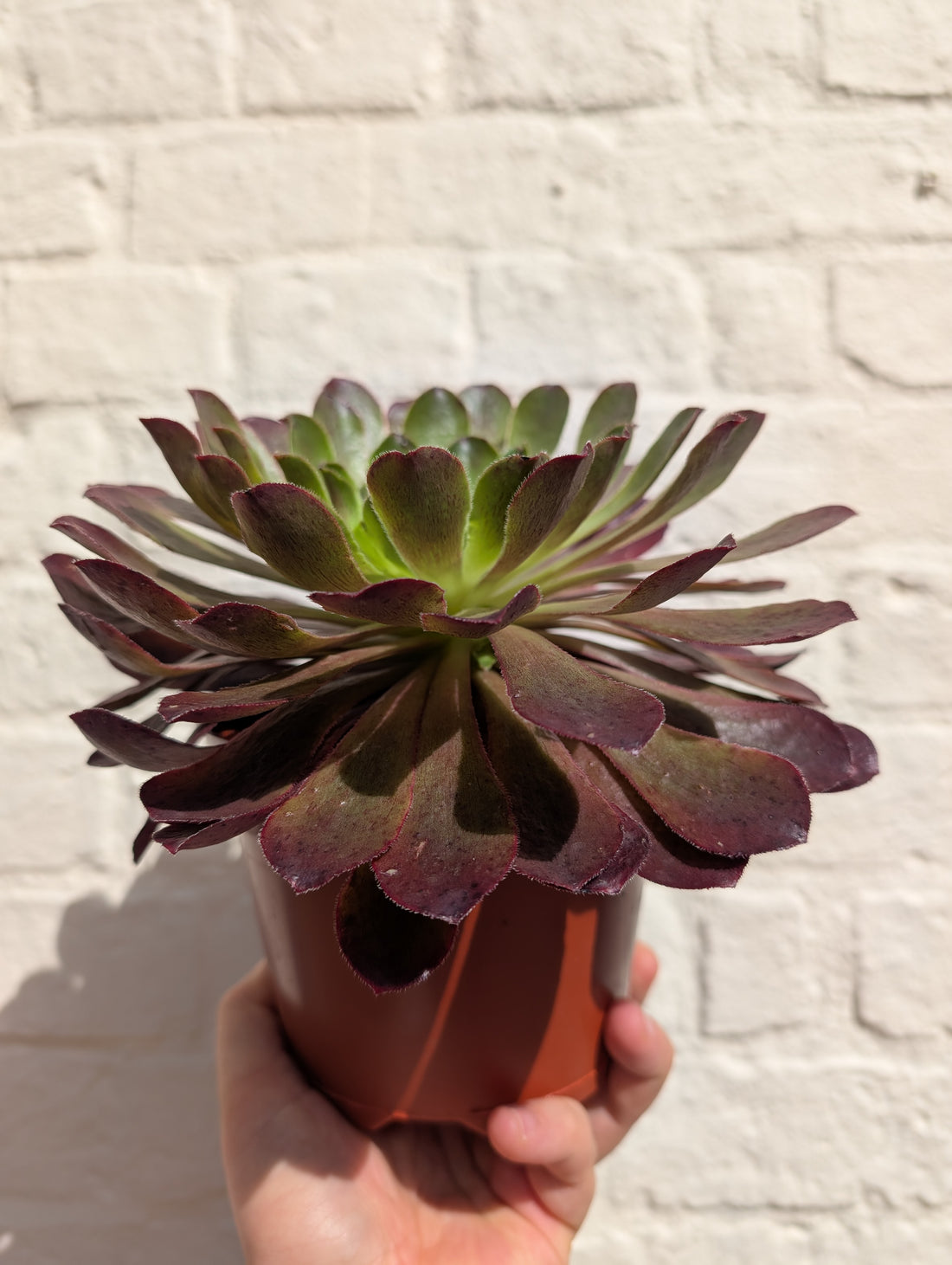 Semponium &