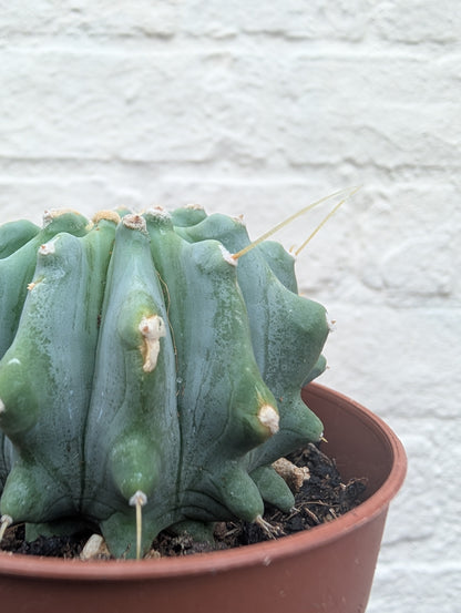 Ferocactus glaucescens v. inermis (Nude Blue Barrel Cactus)