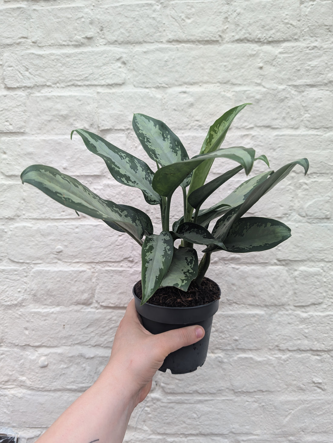 Aglaonema &