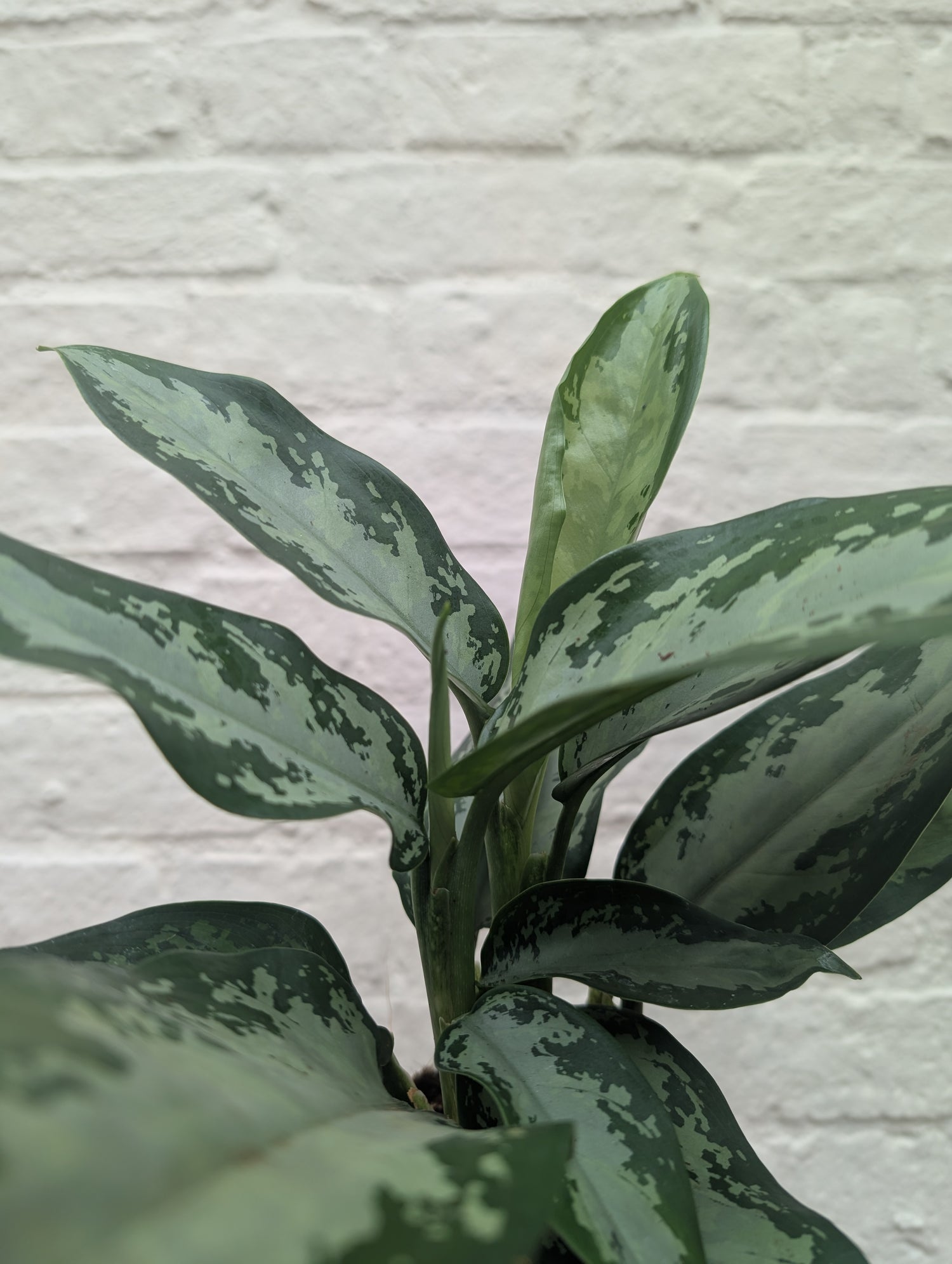 Aglaonema &