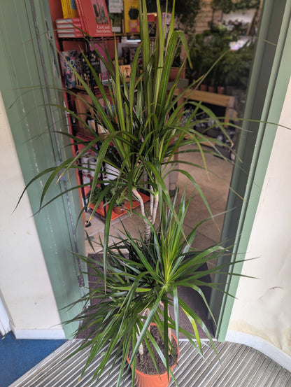 Dracaena Marginata (Dragon Tree)