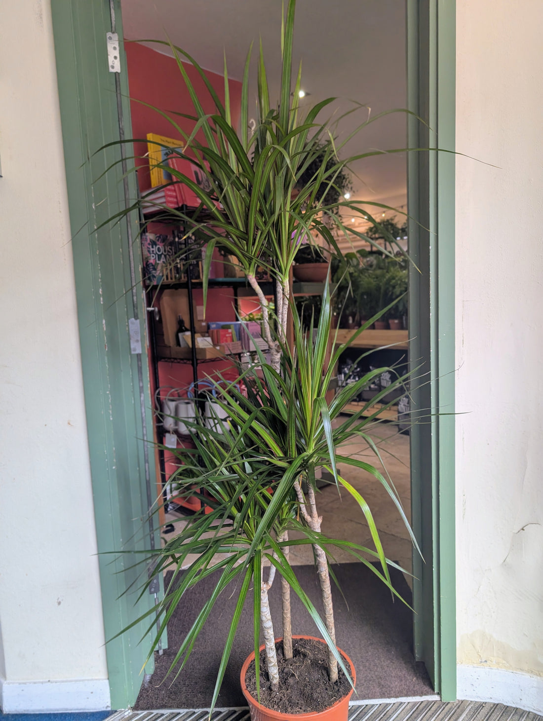 Dracaena Marginata (Dragon Tree)