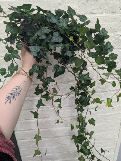 Hedera helix &