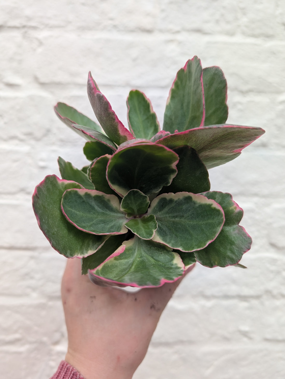 Kalanchoe fedtschenkoi variegata (Rainbow kalanchoe)