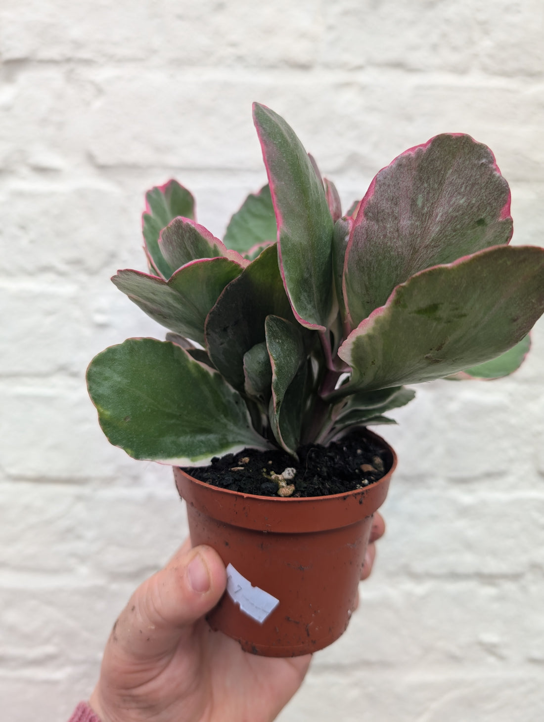 Kalanchoe fedtschenkoi variegata (Rainbow kalanchoe)