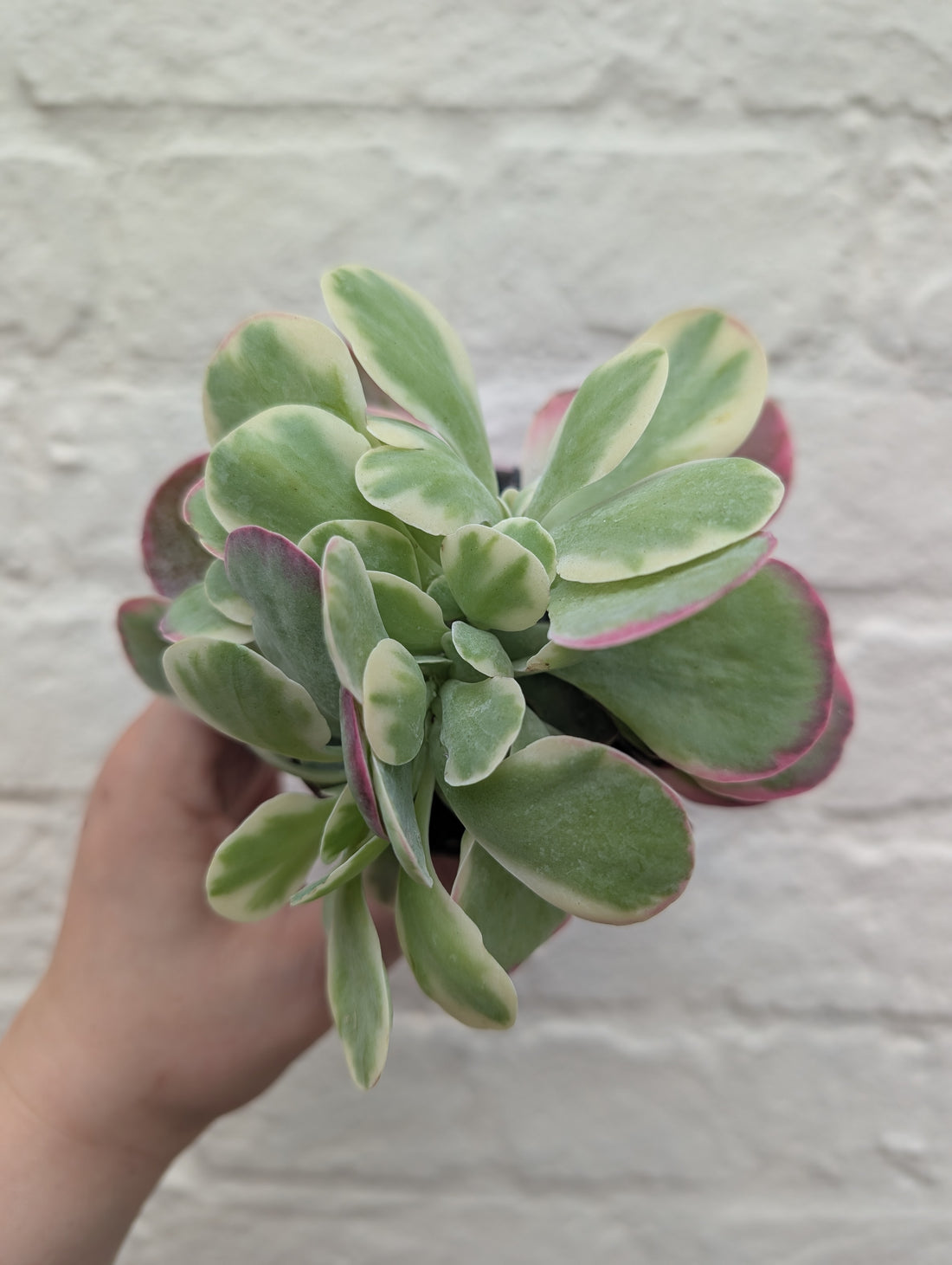 Kalanchoe thyrsiflora &