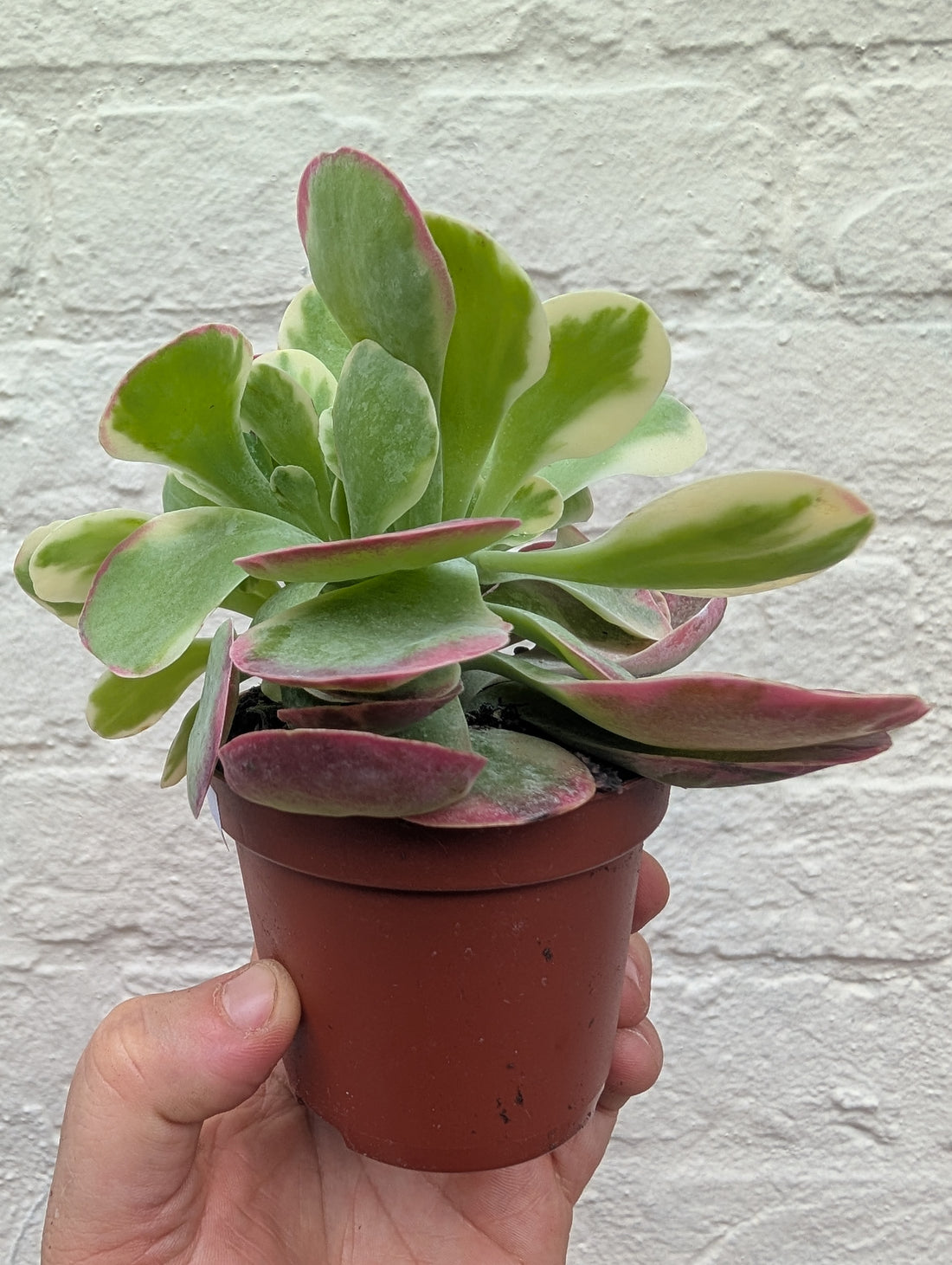 Kalanchoe thyrsiflora &