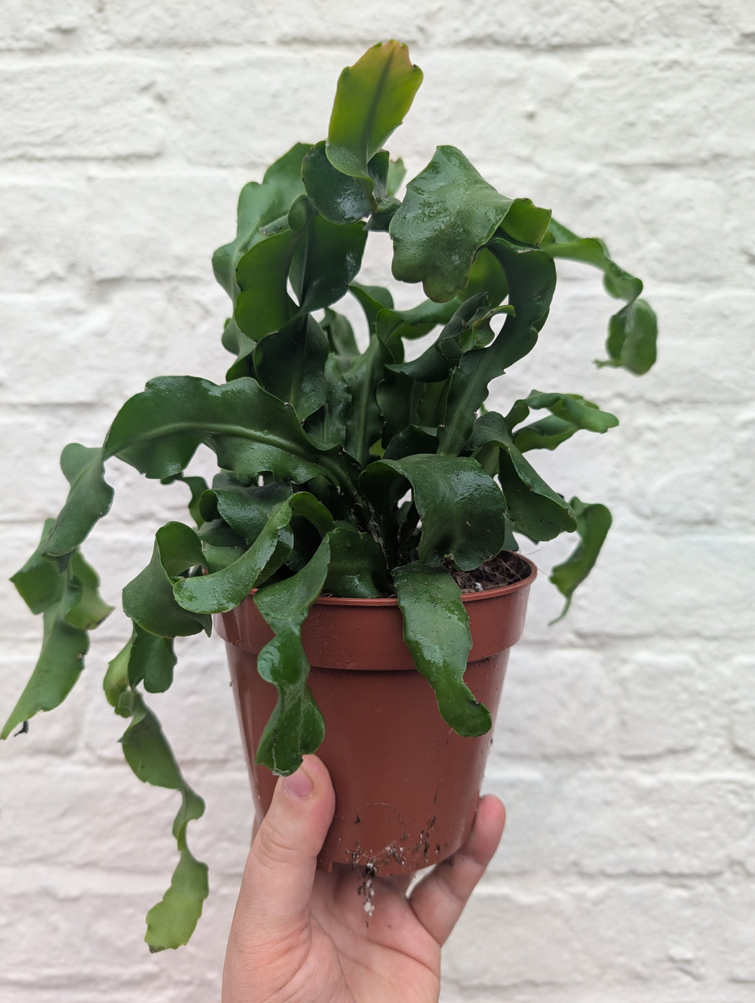 Epiphyllum gautem var. monstrosa (Curly locks orchid cactus) in hanging pot