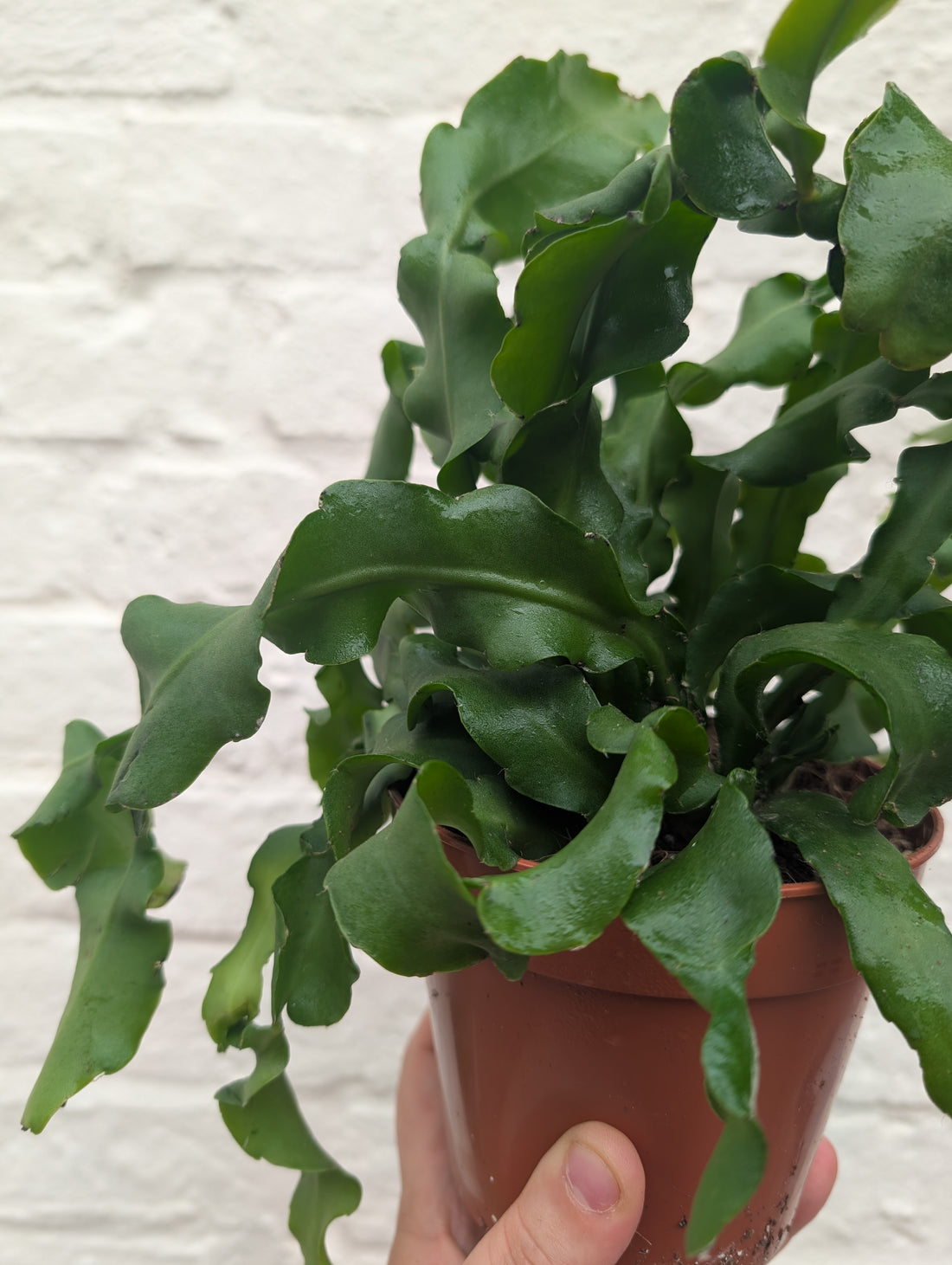 Epiphyllum gautem var. monstrosa (Curly locks orchid cactus) in hanging pot