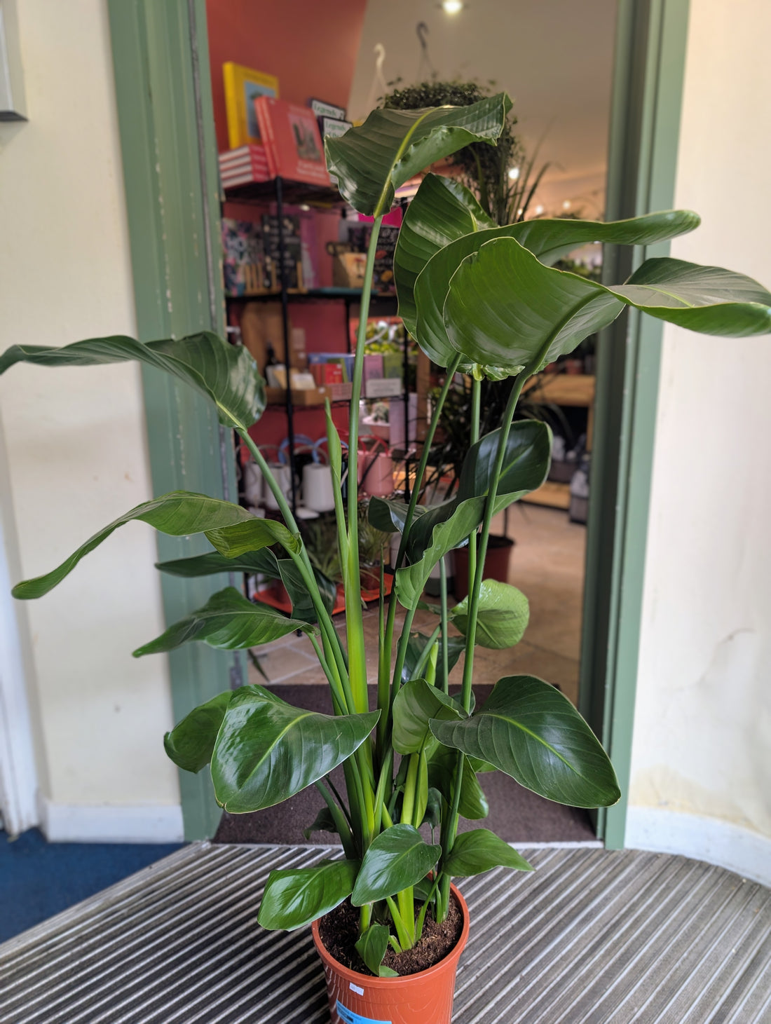 Strelitzia nicolai (White Bird of Paradise)