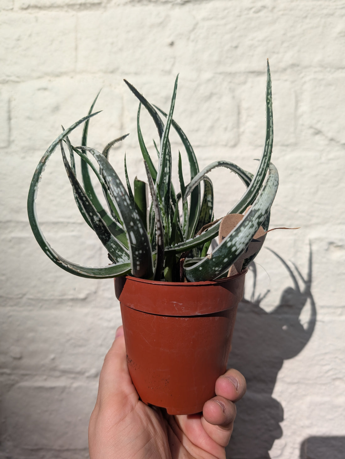 Aloe &