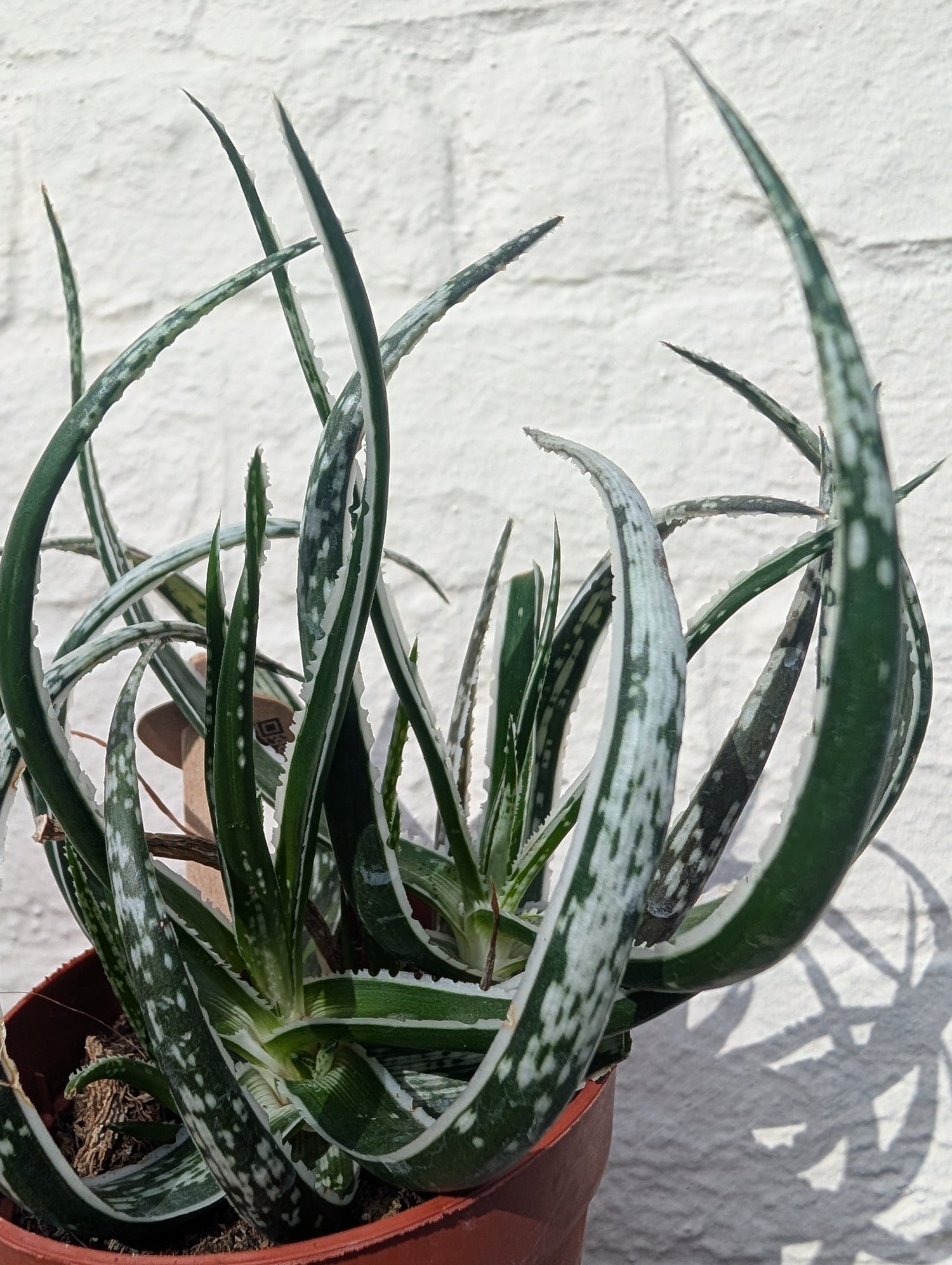 Aloe &