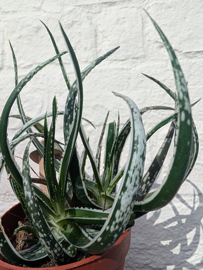 Aloe &