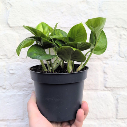 Epipremnum pinnatum &