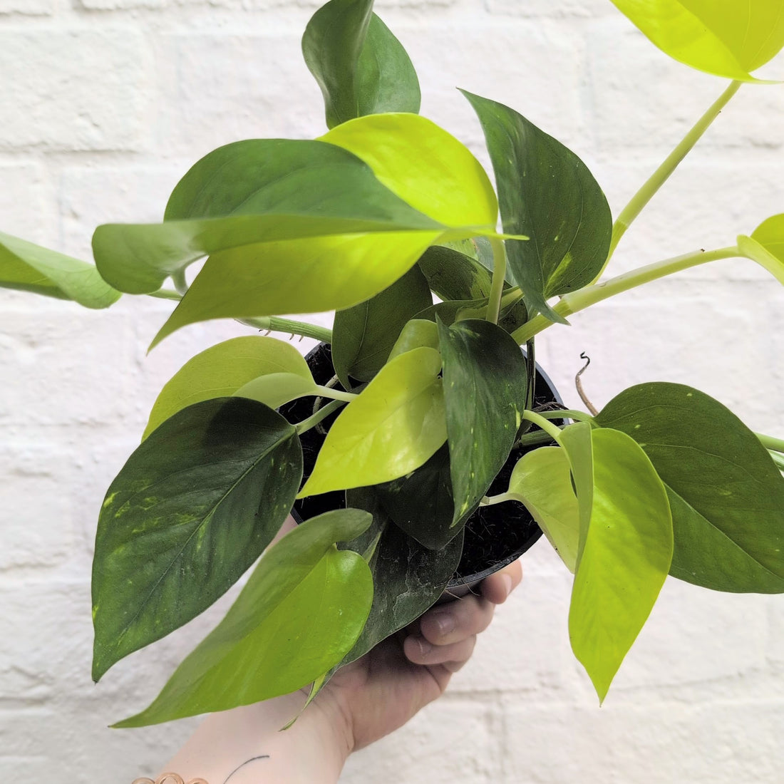 Epipremnum mix (Mixed Plants)