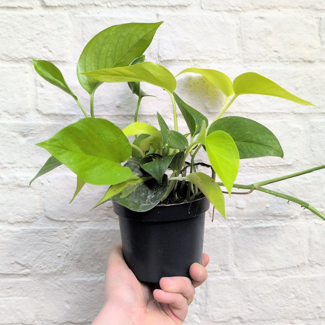 Epipremnum mix (Mixed Plants)