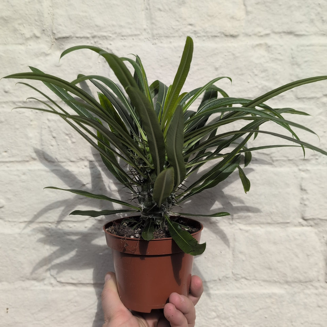 Pachypodium lamerei (Madagascar palm/ Succulent tree)