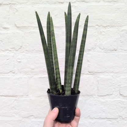 Sansevieria bacularis &