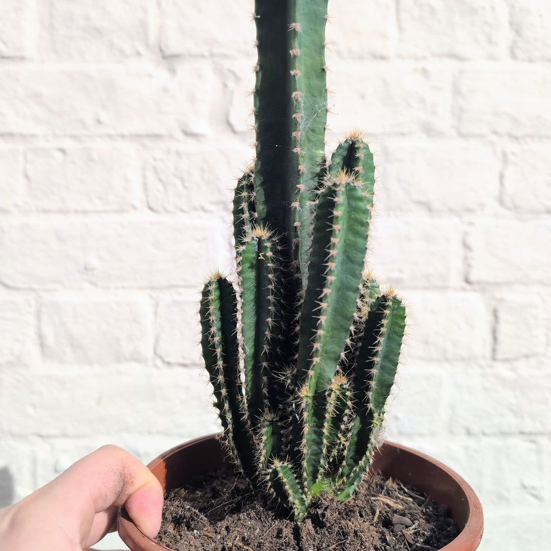 Cereus Peruvianus Florida (Night flowering Cactus)