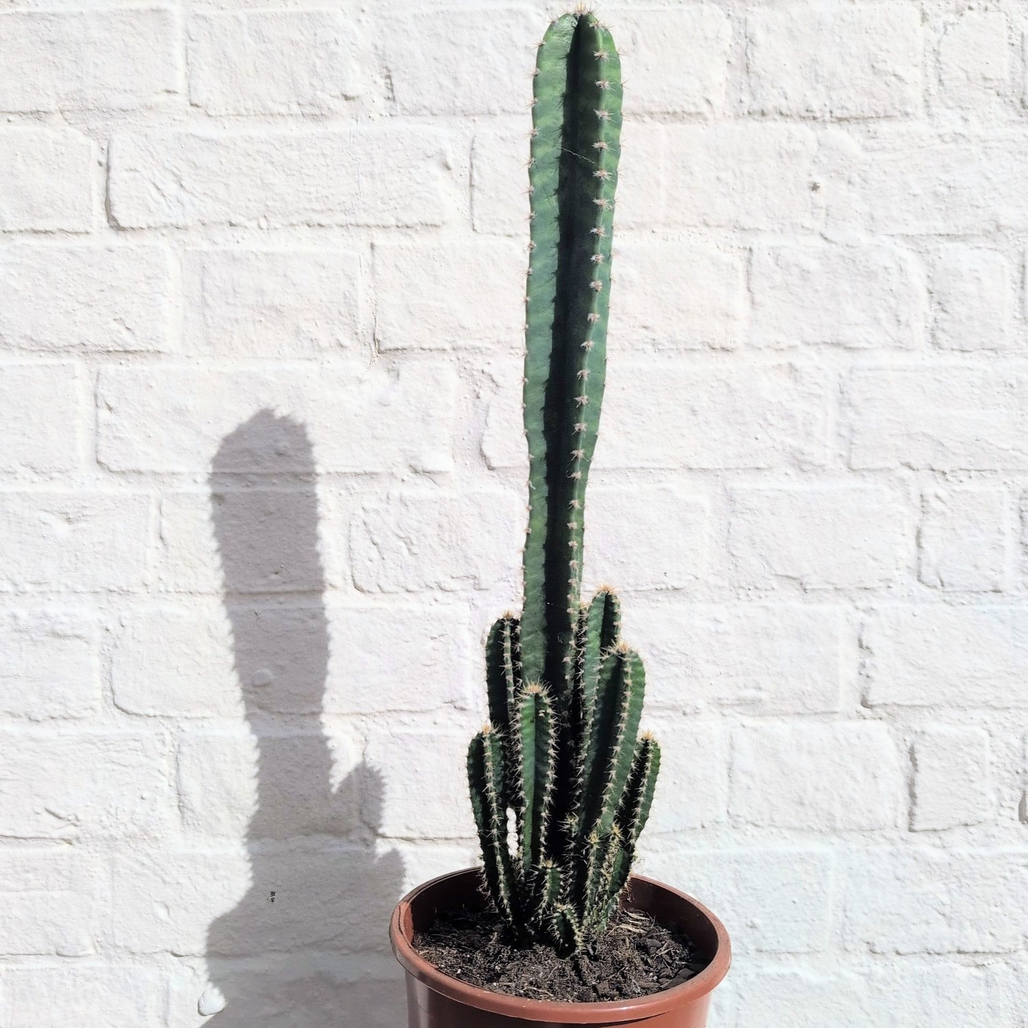 Cereus Peruvianus Florida (Night flowering Cactus)