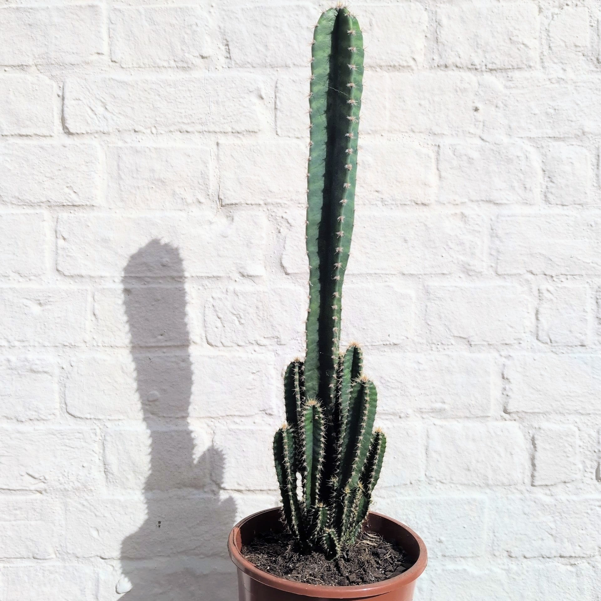 Cereus Peruvianus Florida (Night flowering Cactus)