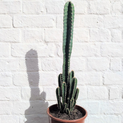 Cereus Peruvianus Florida (Night flowering Cactus)