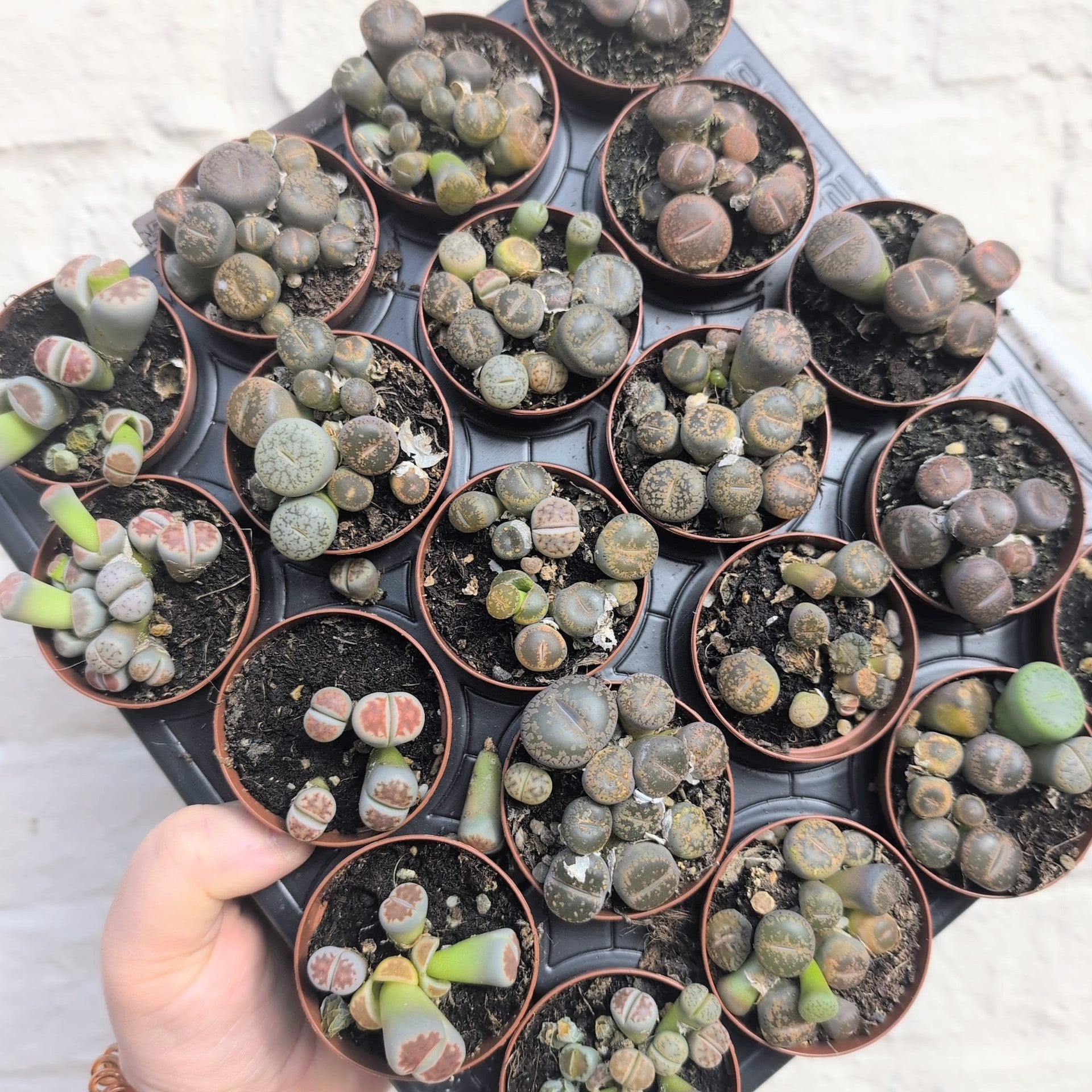 Lithops varieties (Living Stones)
